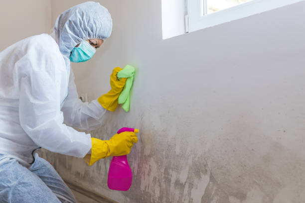 Reliable Archie, MO Mold Removal & Remediation Solutions