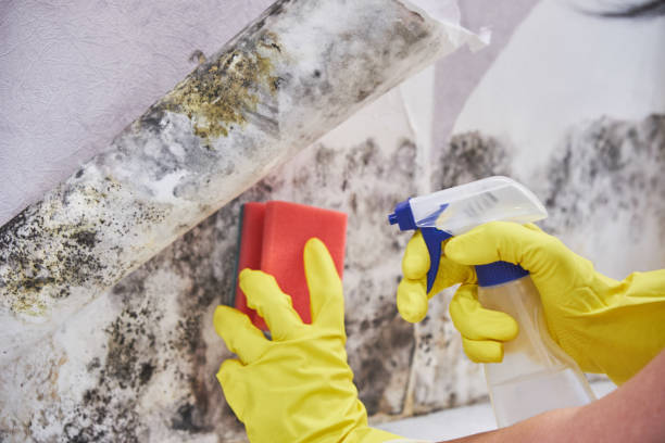 Best Industrial Mold Remediation  in Archie, MO